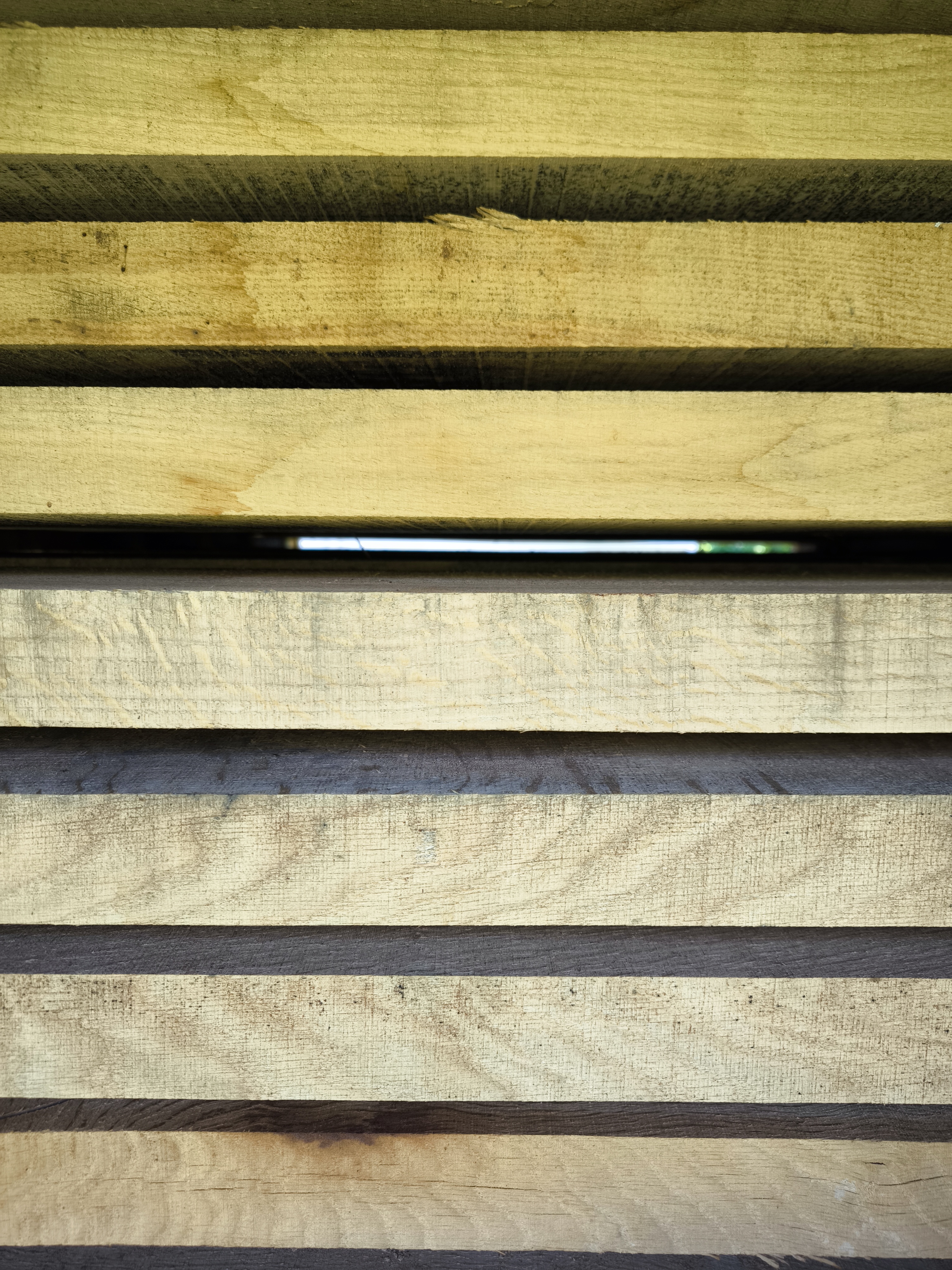 dąb okorowany czoło