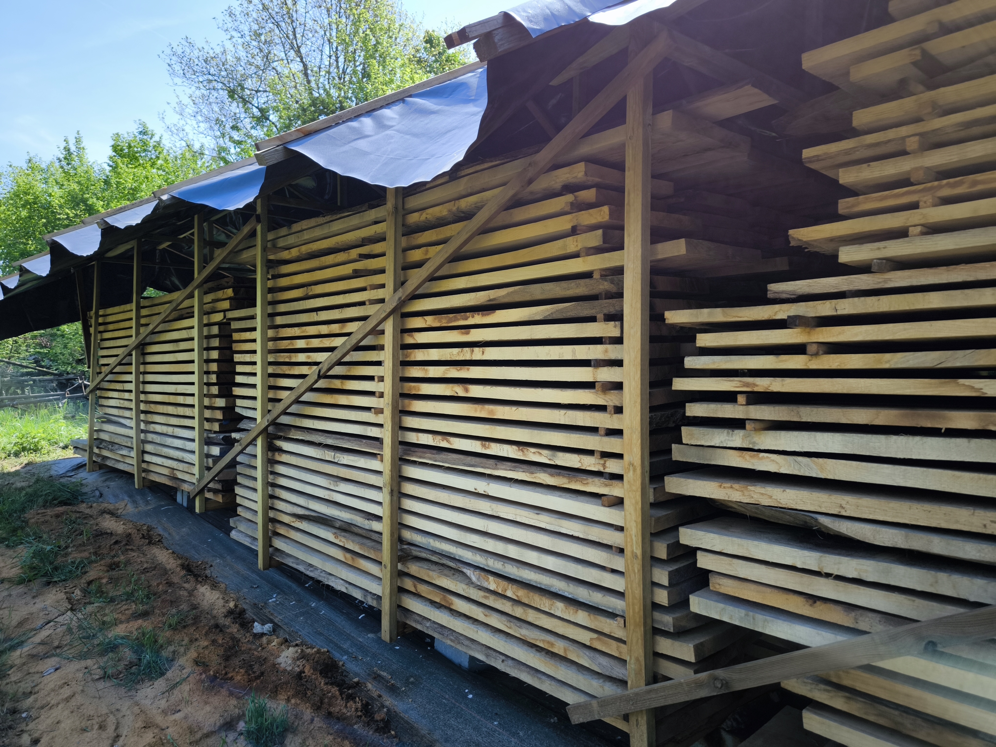 drewno debowe- ułożenie