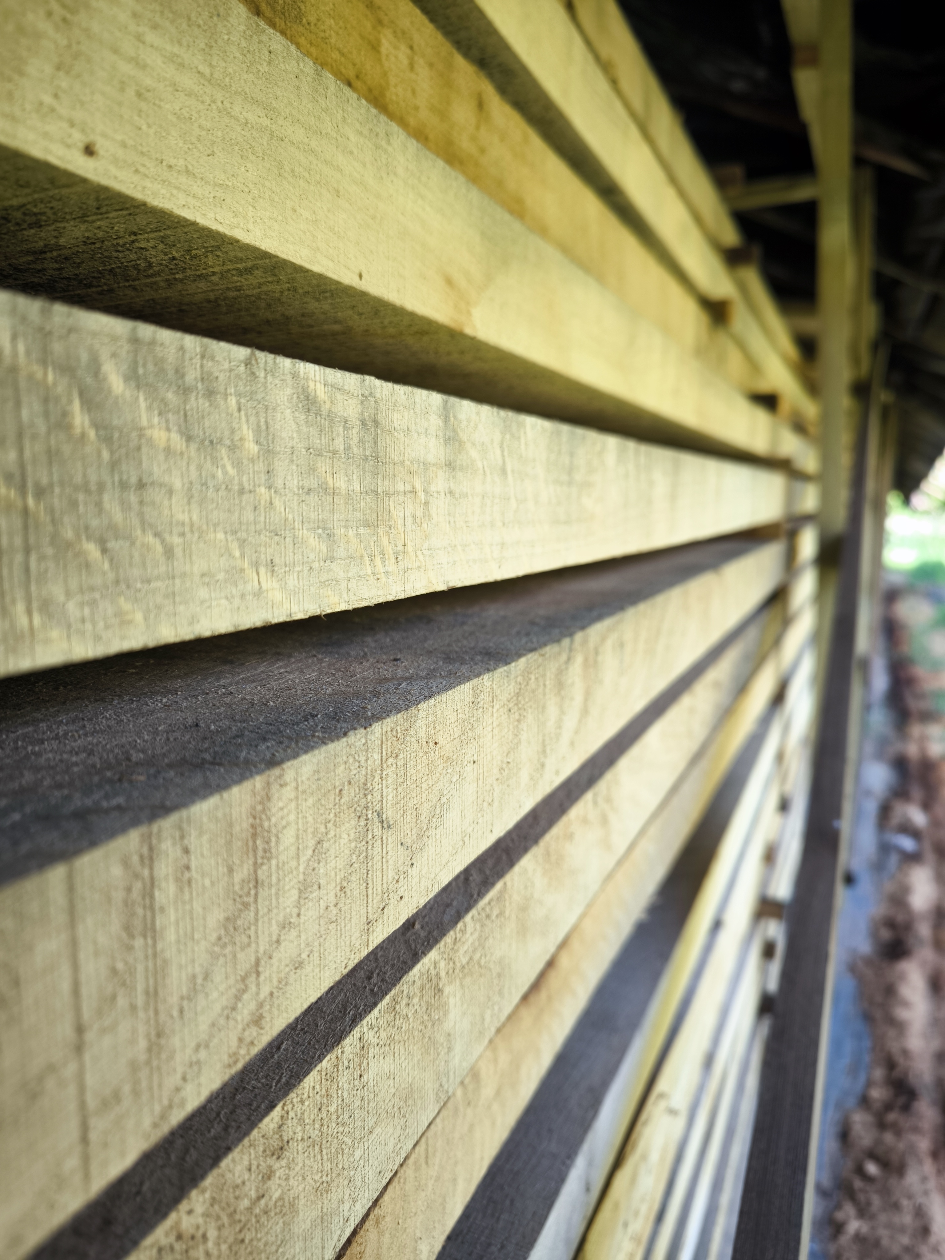 drewno debowe tarcica